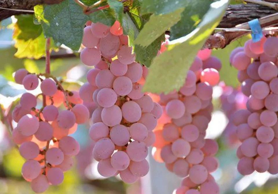 Koshu Grape Cuttings – 5 Organic Unrooted Vitis vinifera Var. Koshu for Rooting & Grafting – Rare Japanese Wine Grape Variety
