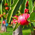 Red Dragon Fruit Plant – Live 4" Potted Hylocereus Cactus, Climbing Fruit Vine for Home Gardens & Containers