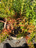 Crassula Campfire Cuttings – 4 Fresh 1-2" Succulent Stems with Bright Red-Green Foliage, Easy to Root, Perfect for Indoor & Garden Arrangements