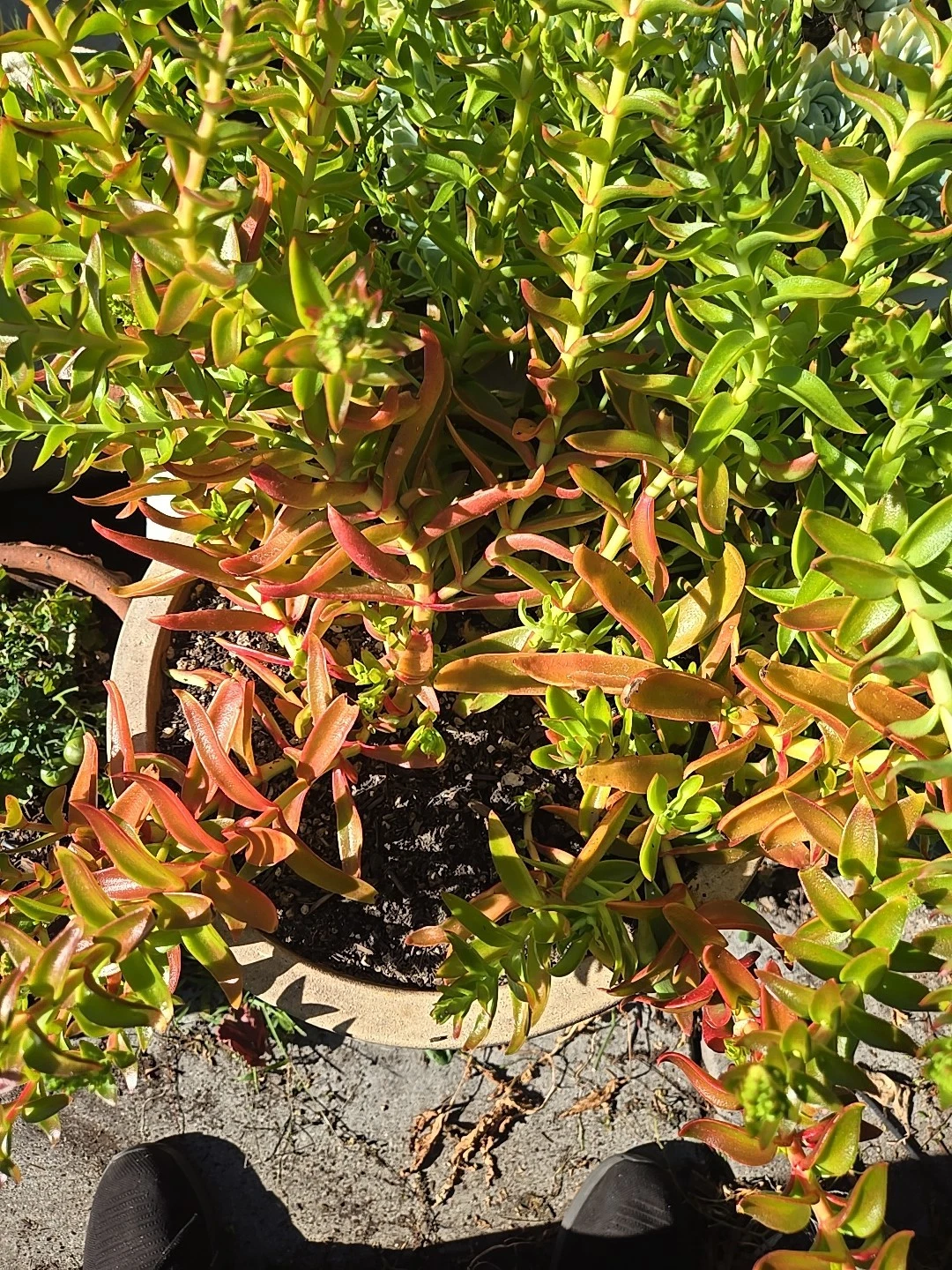 Crassula Campfire Cuttings – 4 Fresh 1-2" Succulent Stems with Bright Red-Green Foliage, Easy to Root, Perfect for Indoor & Garden Arrangements