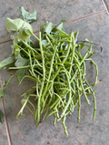Japanese Sweet Potato Vine Cuttings – 20 Unrooted Ipomoea batatas Stems for Garden, Edible Landscaping, Trailing Vine