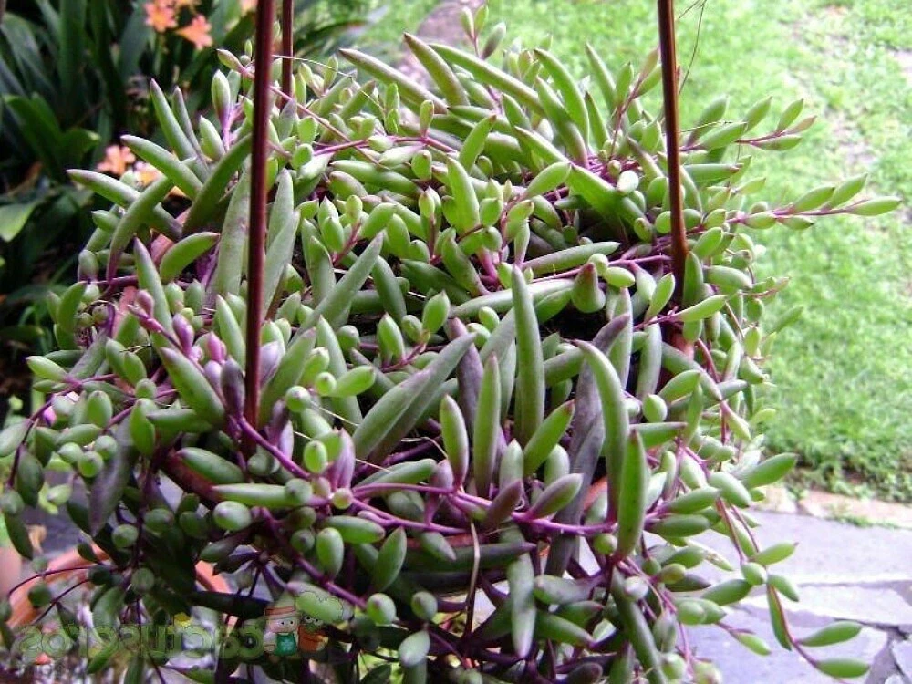 Succulent Cuttings - Ruby Necklace (Othonna capensis) Trailing Plant, Unrooted Stem Propagation, Bright Red-Stem Succulent