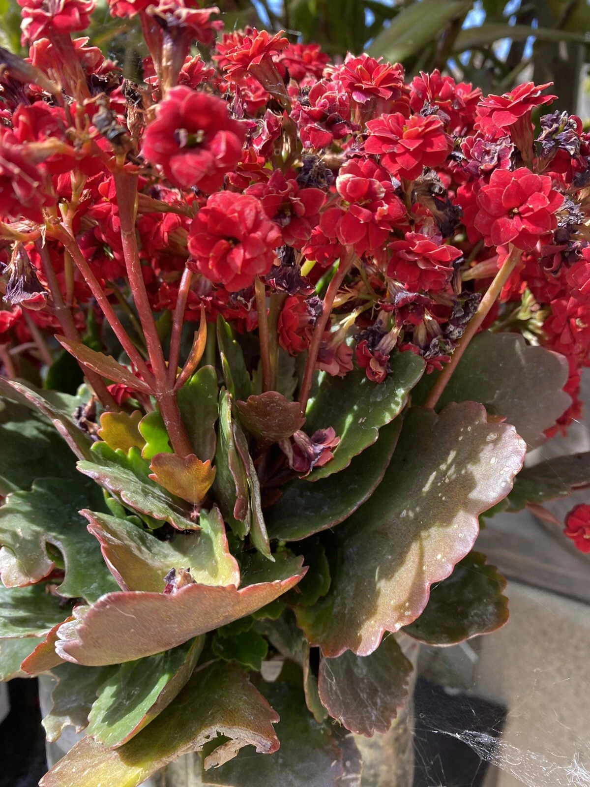 Red Kalanchoe Blossfeldiana Succulent Cuttings – Set of 2, Flowering Plant for Propagation, Bright Red Blooms, Unrooted