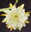 Epiphyllum ‘Golden Pearl’ Rooted Cutting – Rare Orchid Cactus Hybrid with Yellow Blooms, Easy Houseplant for Hanging Baskets