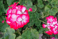 Red and White Geranium Cuttings – 2 Live Pelargonium Starter Cuttings, 6 Inches, Bi-Color Flowering Plant