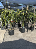 Dragon Fruit Cutting Stems 8-12 Inches Tropical Cactus Selenicereus spp. for Planting