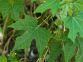 Chaya Tree Spinach Cuttings - 8 Organically Grown 8-10 Inch Cnidoscolus aconitifolius Cuttings