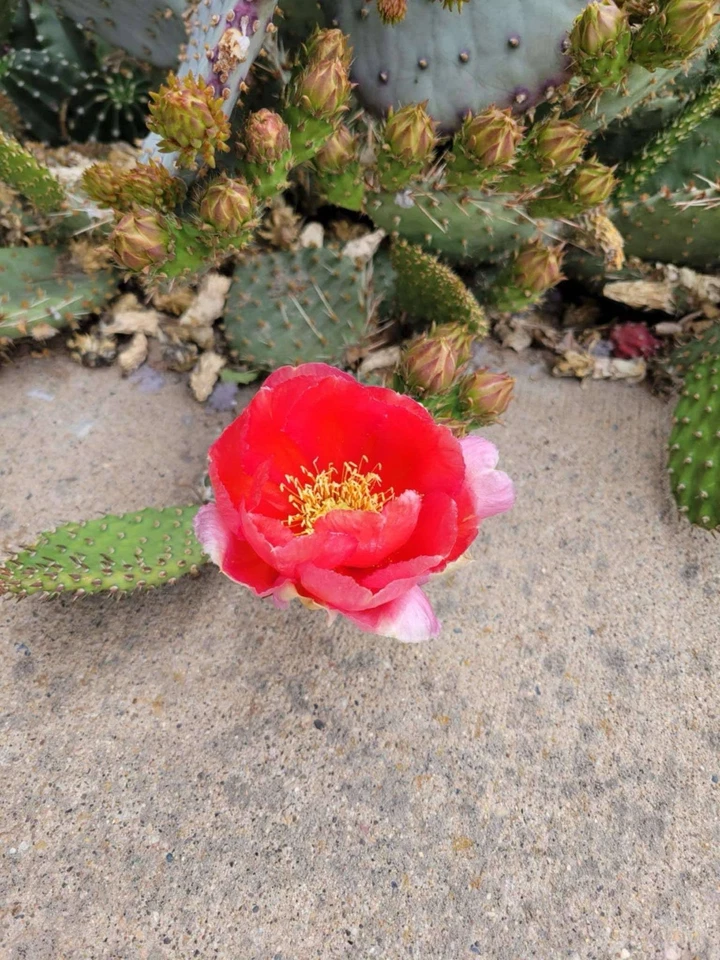Opuntia Arizona Red Prickly Pear Cactus Cutting | Hardy Desert Succulent | Vibrant Red-Toned Pads | Opuntia phaeacantha × woodsii