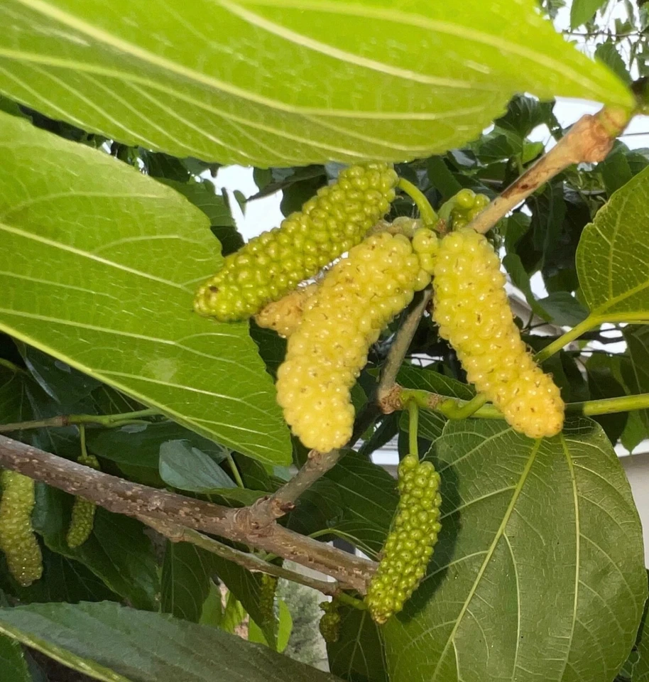 White Shahtoot Mulberry Cuttings – 10 Unrooted 6–10" Fruit Tree Propagation Morus alba