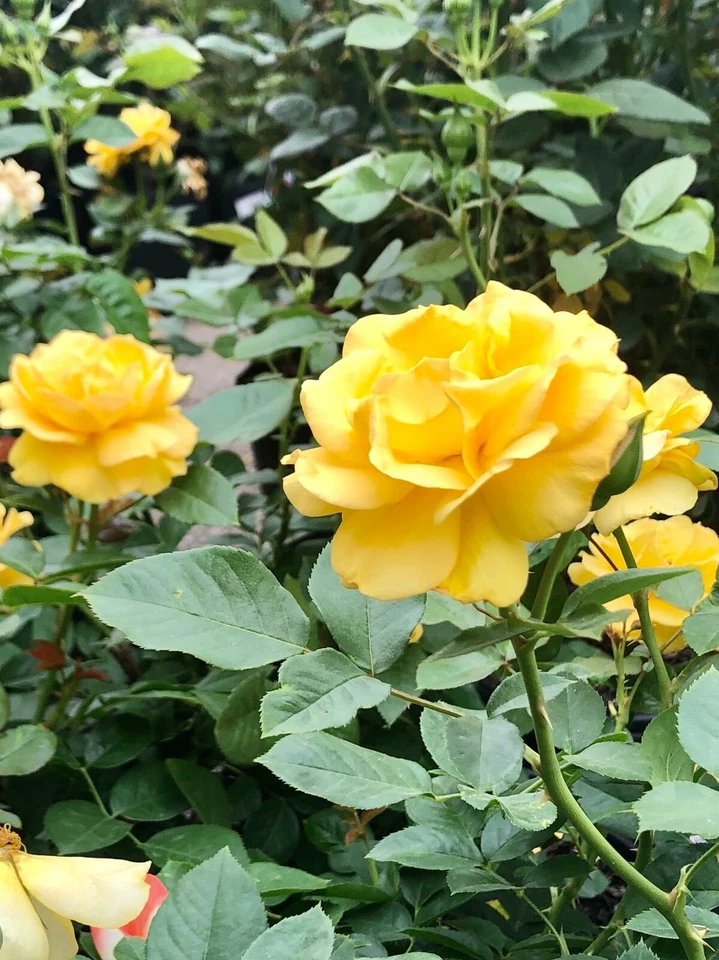 Unrooted Yellow Texas Rose Cuttings – 3 Stem Live Heirloom Garden Rose Propagation Rosa spp.
