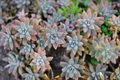 Ghost Plant Succulent Cuttings – 3 Unrooted Graptopetalum paraguayense Rosette-forming Stems for Indoor & Rock Gardens