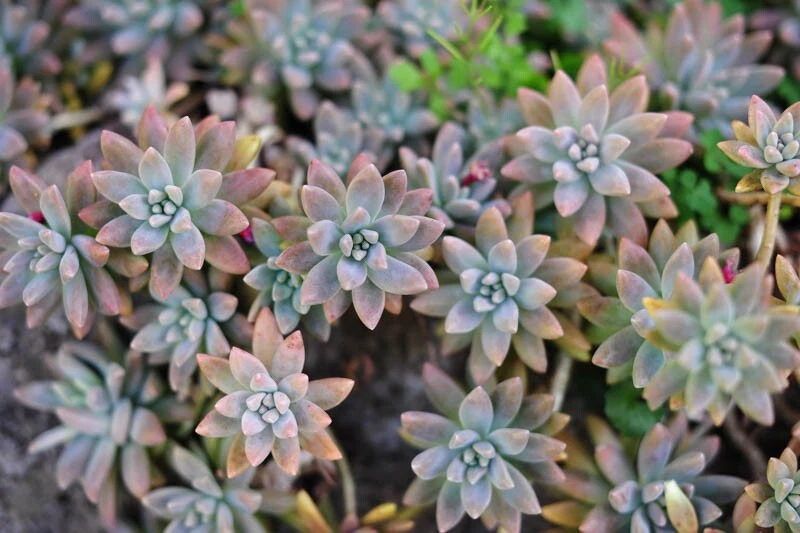Ghost Plant Succulent Cuttings – 3 Unrooted Graptopetalum paraguayense Rosette-forming Stems for Indoor & Rock Gardens
