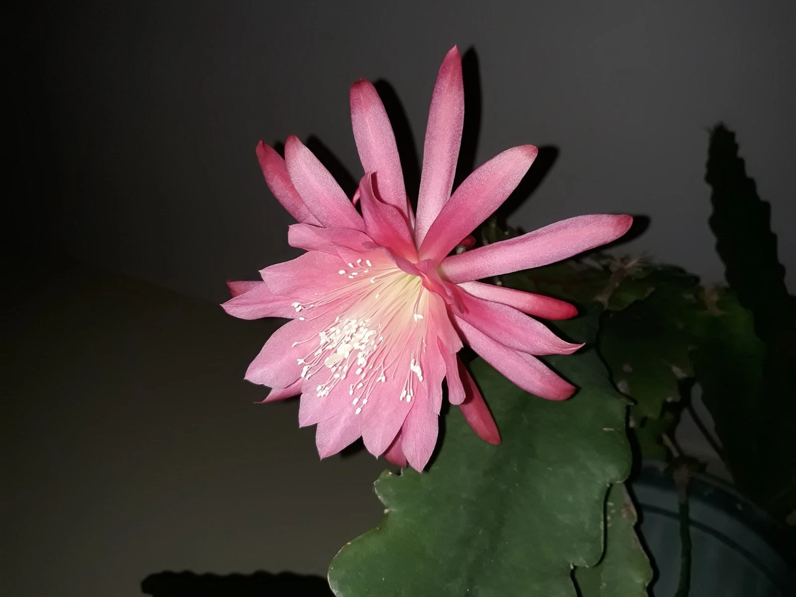 Epiphyllum Orchid Cactus Pink Unrooted Cuttings – Night Blooming Cactus Plant for Indoor & Outdoor Growth