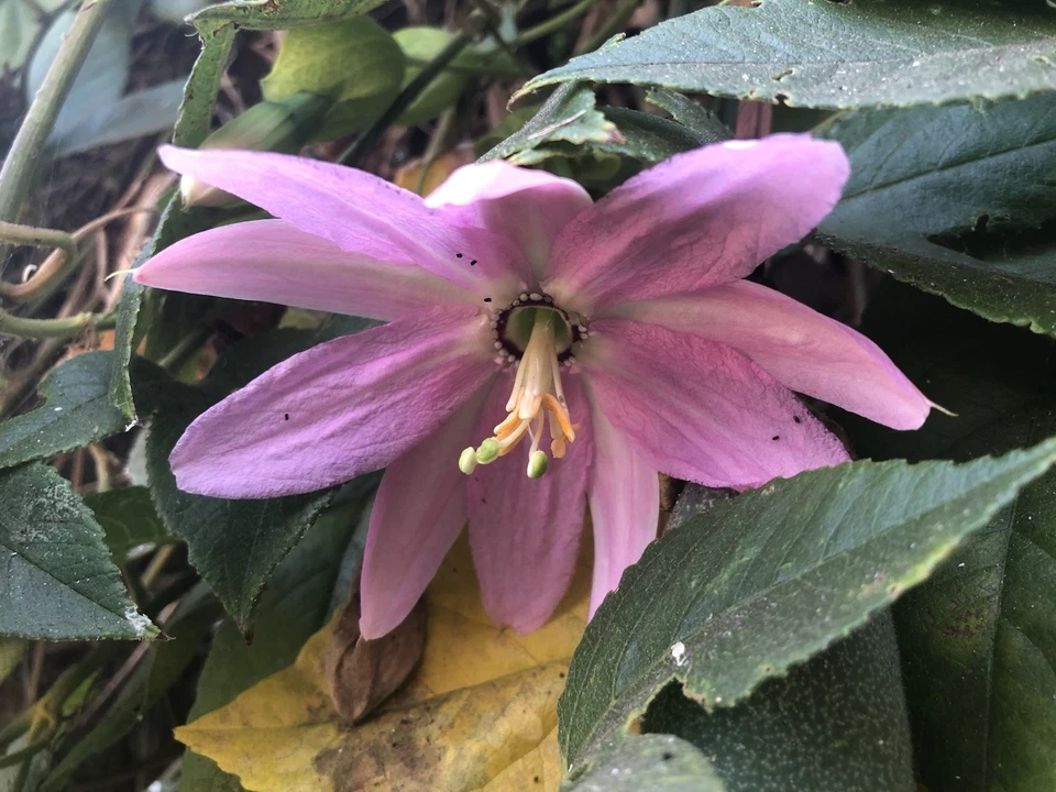 Banana Passionfruit Cuttings – 4 Live Passiflora tripartita Unrooted Climbing Vine Propagation for Tropical Fruit and Ornamental Foliage