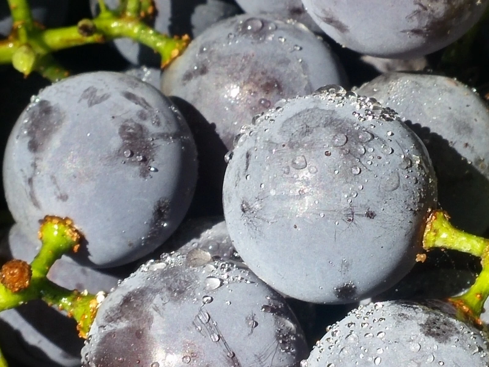 Concord Grape Cuttings – 12 Unrooted Seeded Vitis labrusca Vine Propagation Material