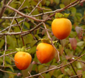 Hachiya Persimmon Cuttings – 5 Fresh Diospyros kaki Branches for Grafting & Propagation, Japanese Fruit Tree Scion Wood