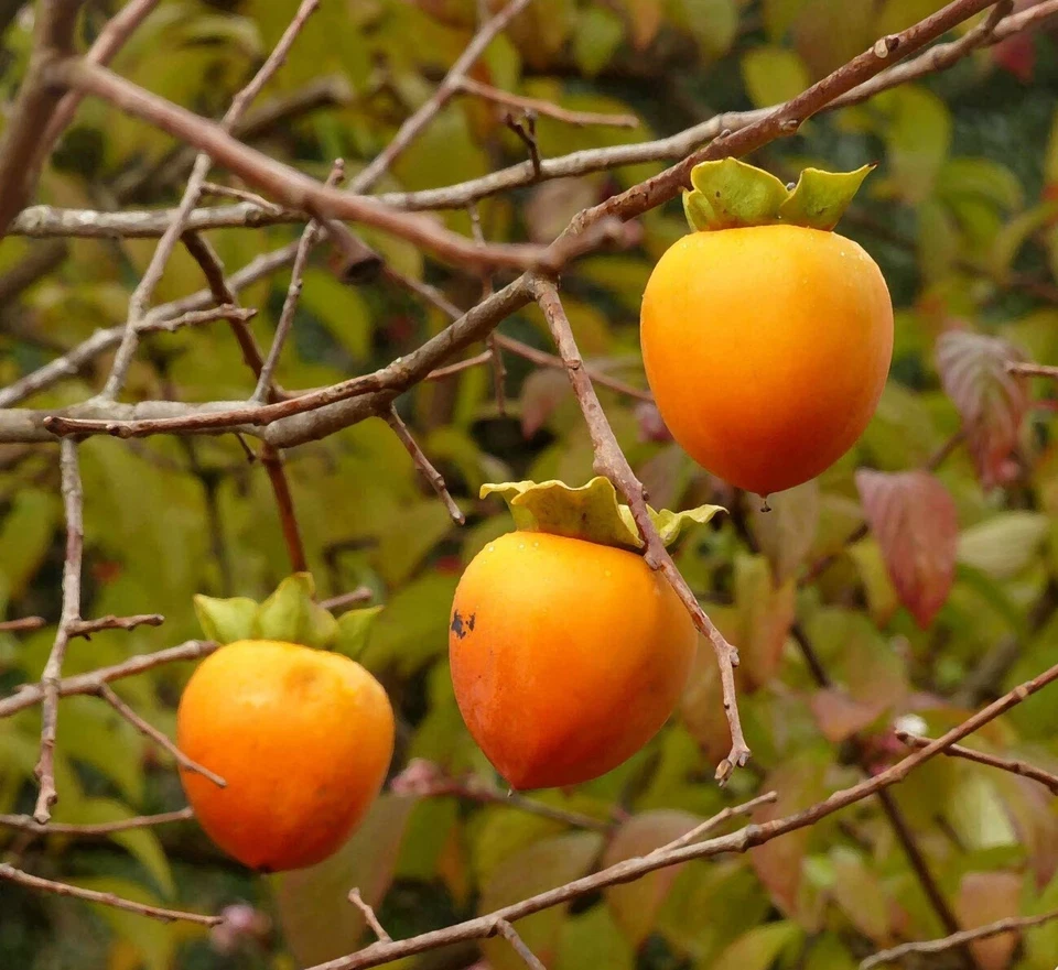 Hachiya Persimmon Cuttings – 5 Fresh Diospyros kaki Branches for Grafting & Propagation, Japanese Fruit Tree Scion Wood