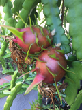 Purple Haze Dragon Fruit Cuttings – 2 Red Flesh Hylocereus Stems for Rooting & Trellis Growing