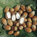Hazelnut Tree Cuttings – Unrooted Corylus spp. for Propagation, Nut Tree, Deciduous Shrub, Garden Planting