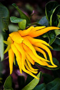 Buddha’s Hand Fingered Citron Tree Live Plant – 12–15 Inch Citrus medica in 5-Inch Pot, Ornamental Evergreen Citrus Tree