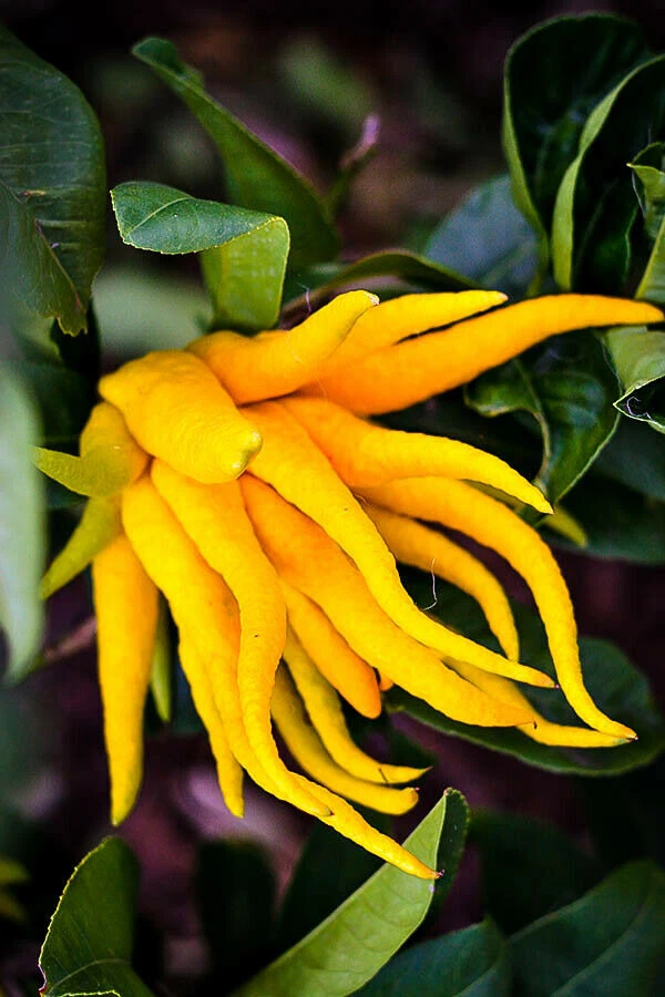 Buddha’s Hand Fingered Citron Tree Live Plant – 12–15 Inch Citrus medica in 5-Inch Pot, Ornamental Evergreen Citrus Tree