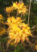 Escatawpa Aromi Azalea Starter Plant - Deciduous Rhododendron Shrub for Garden, Live Plant, Pink Flower, Rhododendron hybrid