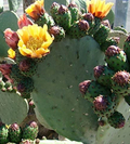 Prickly Pear Cactus Cutting - Fresh Opuntia Pad for Planting