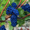 Blue André Grape Cuttings – 30 Unrooted Vitis Hybrid Cuttings for Propagation