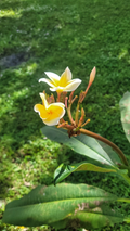 Yellow and White Plumeria Cuttings – 5 Live Frangipani Propagation Planting Material, Tropical Flowering Tree