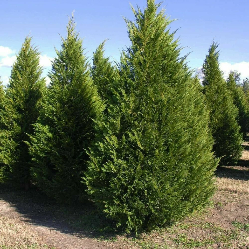 15 Leyland Cypress Unrooted Cuttings – 6–7" Evergreen Privacy Screen Starter Lot Cupressus × leylandii