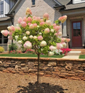 Vanilla Strawberry Hydrangea Cuttings – 20 Unrooted Hydrangea paniculata Propagation Cuttings