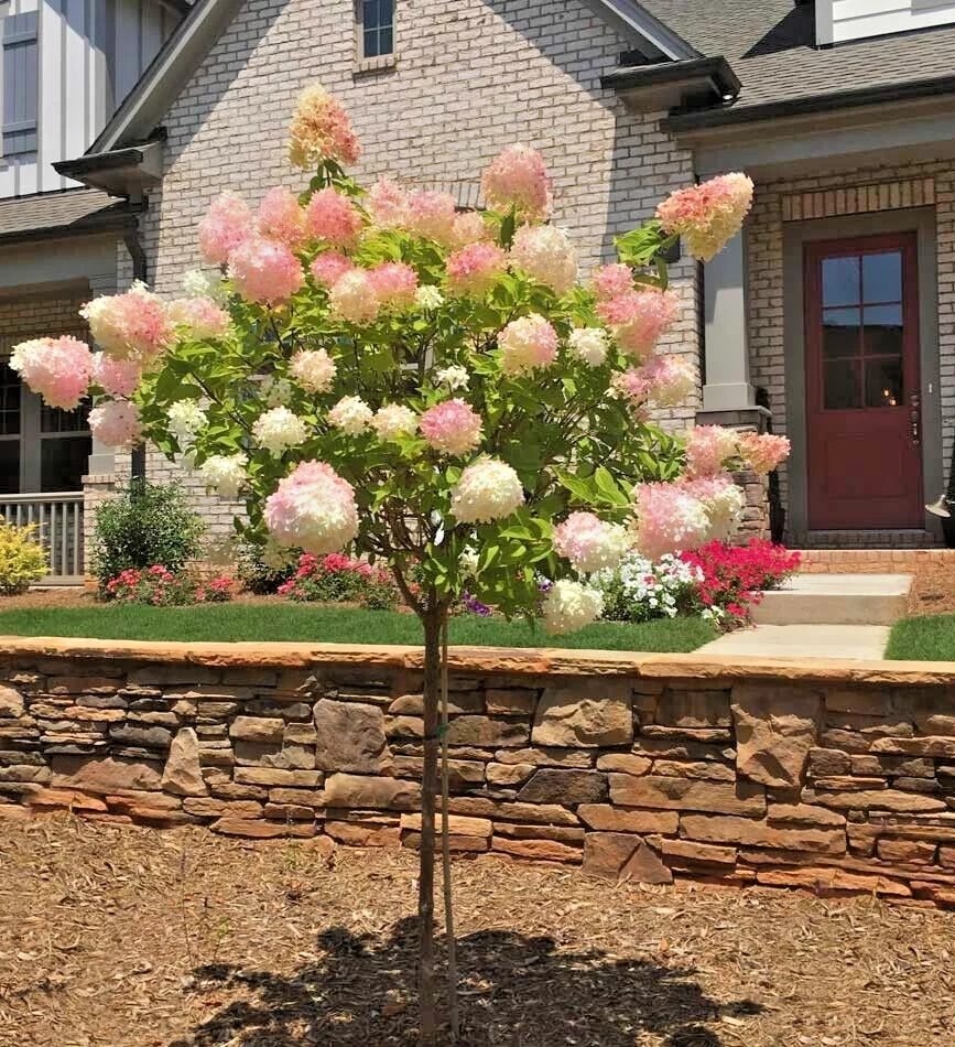 Vanilla Strawberry Hydrangea Cuttings – 20 Unrooted Hydrangea paniculata Propagation Cuttings