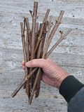 American Elderberry Cuttings – 100 Unrooted Sambucus canadensis Dormant Shrub Stems for Planting