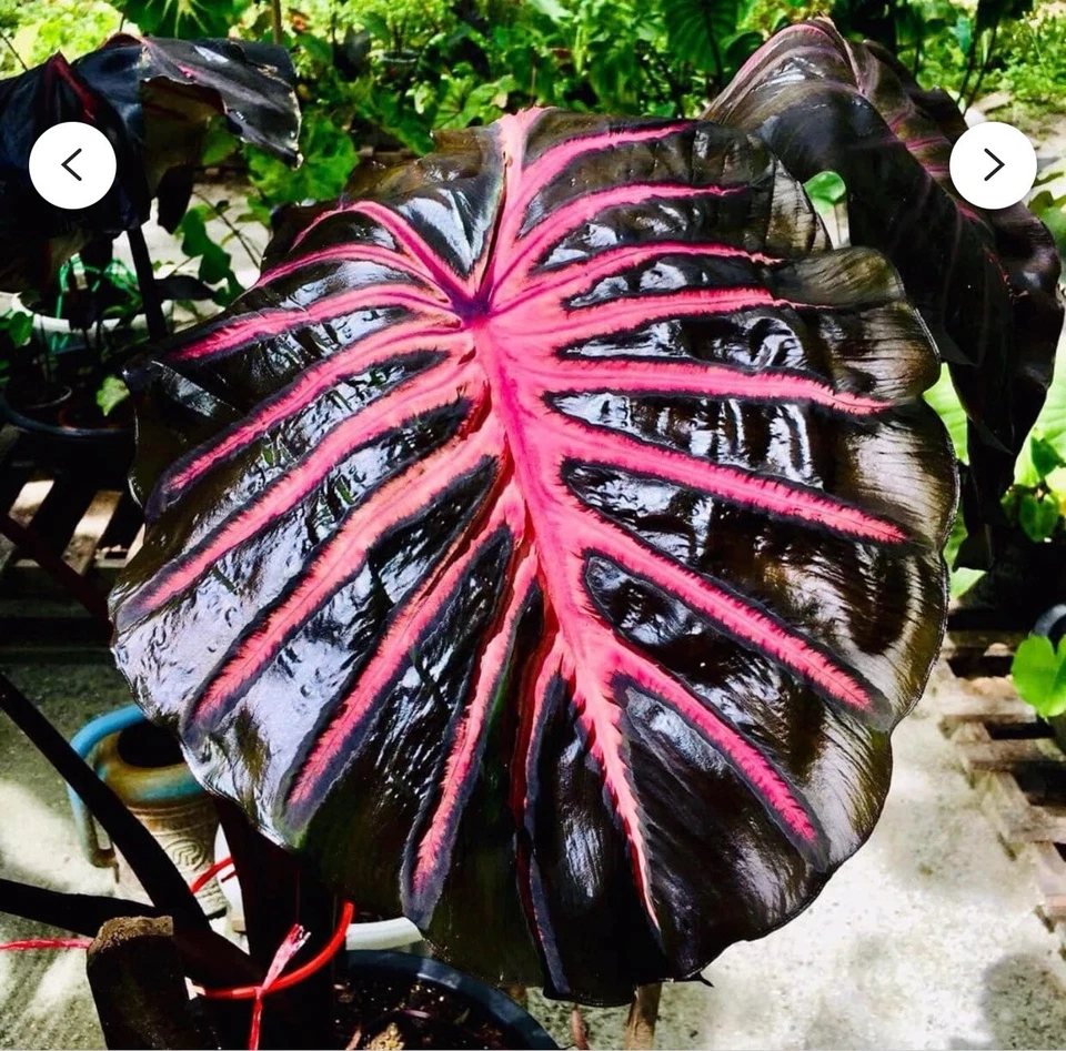 Black Lava Colocasia Plant – Rooted Small Elephant Ear Starter for Tropical Gardens