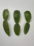 White Easter Cactus Cuttings – 3 Live Rhipsalidopsis/Hatiora Pieces, Spring Sunrise Variety