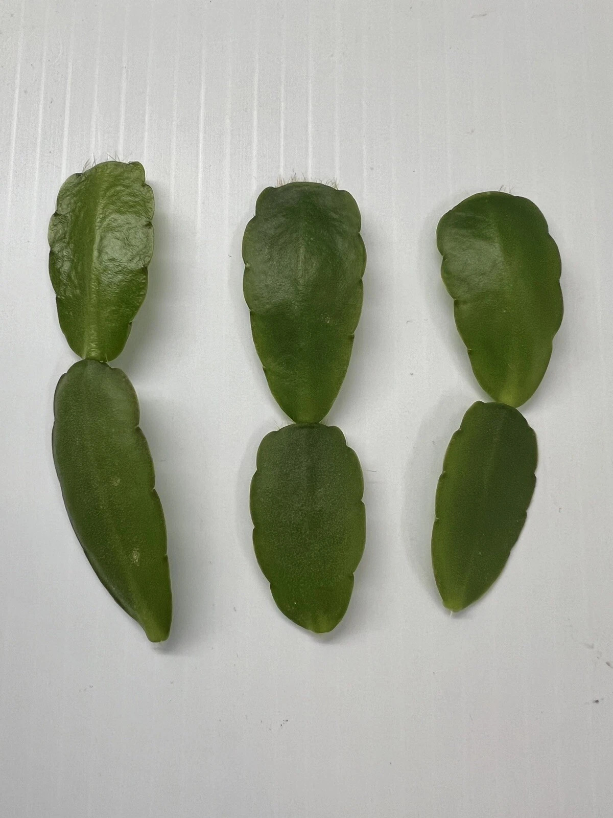 White Easter Cactus Cuttings – 3 Live Rhipsalidopsis/Hatiora Pieces, Spring Sunrise Variety