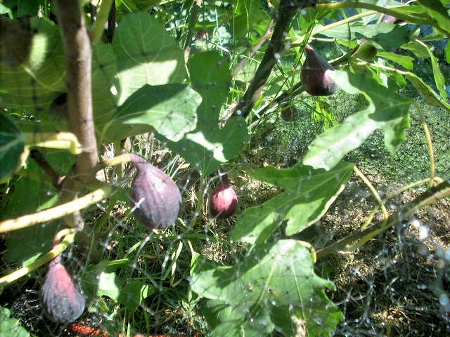 Aubique Petite Fig Tree Cuttings – 7 Fresh Ficus carica Stems with Sweet Dark Fruit