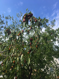 Tigertooth Jujube Cuttings – 5 Fresh 6–8in Hardwood Twigs for Grafting & Propagation, Ziziphus jujuba