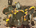 Opuntia rufida Clock Face Cactus Pad – Cold Hardy Prickly Pear Segment