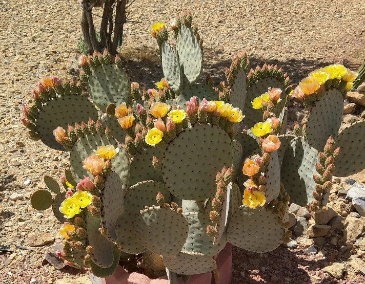 Opuntia rufida Clock Face Cactus Pad – Cold Hardy Prickly Pear Segment