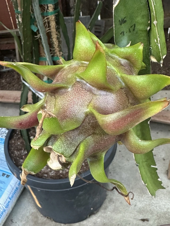 Dragon Fruit Delight Cuttings – 8–12 Inch Mature Hylocereus Stems for Rooting