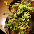 Sedum Sarmentosum Plant – Gold Moss Stonecrop – Edible Perennial Groundcover in Pot – Drought Tolerant Succulent, Bright Green Foliage, Yellow Flowers