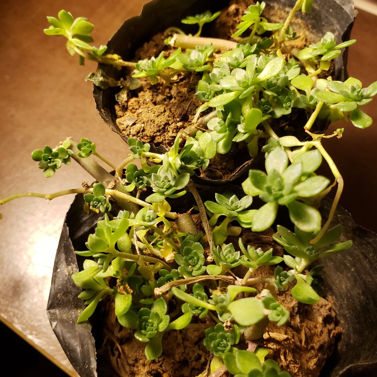 Sedum Sarmentosum Plant – Gold Moss Stonecrop – Edible Perennial Groundcover in Pot – Drought Tolerant Succulent, Bright Green Foliage, Yellow Flowers