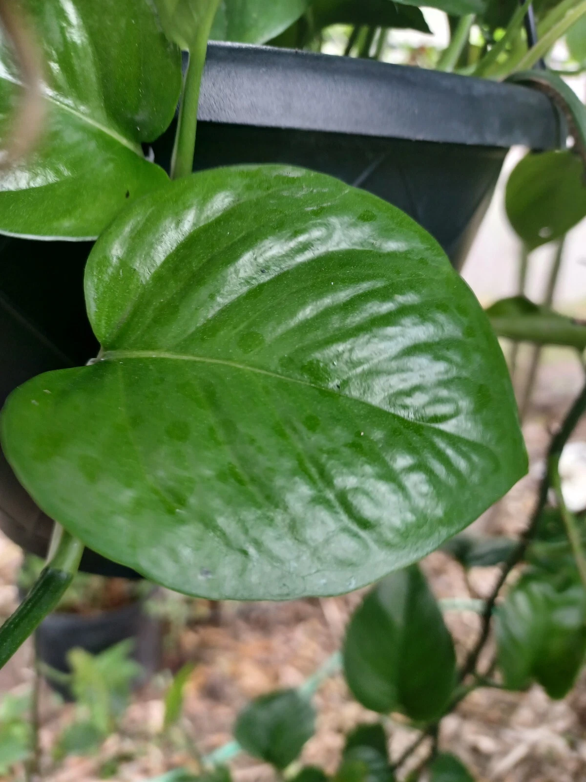 Jade Pothos Leaf Node Cuttings – 5 Unrooted Epipremnum aureum Propagation Nodes for Indoor Planting