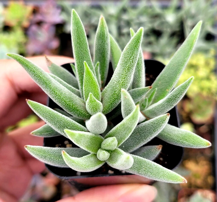 Crassula Mesembryanthemoides ‘Tenelli’ Live Succulent Plant – 2-Inch Potted Fuzzy Green Foliage for Indoor & Outdoor Gardening
