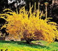Golden Forsythia Cuttings – Unrooted Stem Propagation for Hedges & Landscape, Forsythia spp.
