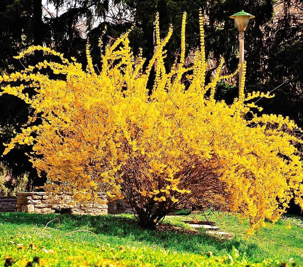 Golden Forsythia Cuttings – Unrooted Stem Propagation for Hedges & Landscape, Forsythia spp.