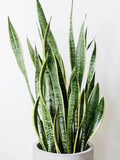 Snake Plant Cuttings – 3 Unrooted Sansevieria Trifasciata Clippings for Propagation, Indoor Houseplant Starter Pieces