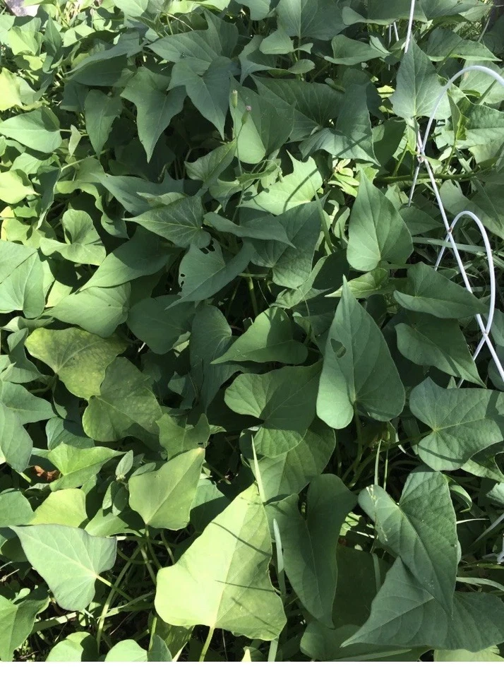 10 Okinawa Purple Sweet Potato Slips – Organic Ipomoea batatas Cuttings for Home Garden, Vining, Edible Tuber Plants