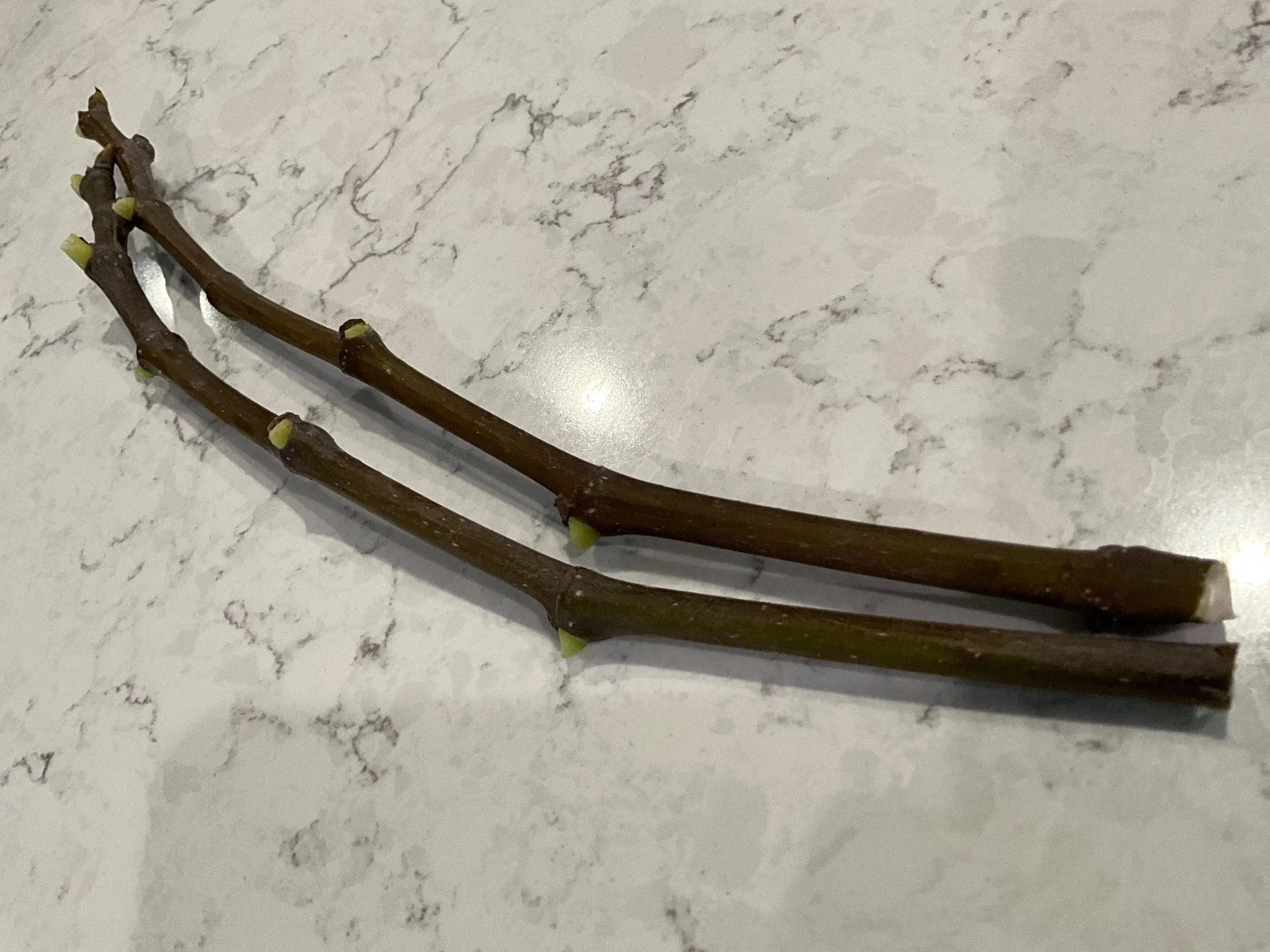 Strawberry Verte Fig Cuttings – 2 Unrooted Ficus carica ‘Strawberry Verte’ 12-Inch Fruit Tree Propagation